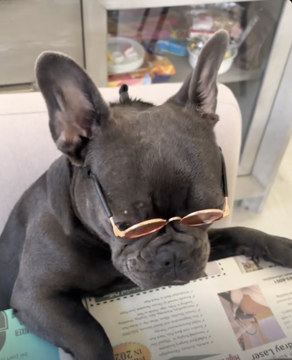 Frenchie Reading Newspaper !!!